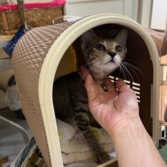 猫も犬も人にもフレンドリーなきじガール🩷