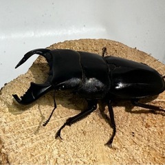 ダイオウヒラタの画像