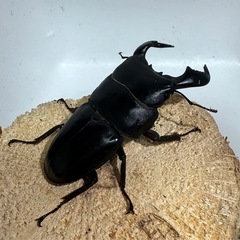 ダイオウヒラタの画像