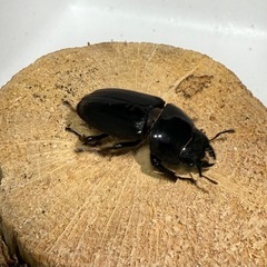 ダイオウヒラタの画像