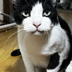 白黒猫オス9歳