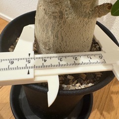 観葉植物　アデニウムの画像