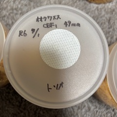 国産オオクワガタ能登産YG血統メストリオの画像