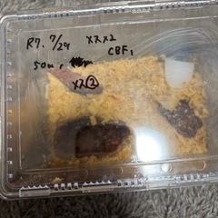 国産オオクワガタ能登産YG血統メス2匹の画像