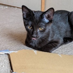 黒ニャン親子で家族になりませんか？
