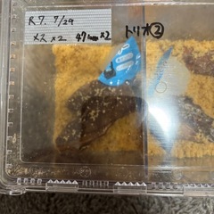 国産オオクワガタ能登産YG血統トリオ2の画像