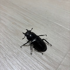 ゴリラ様　　マンディブラリスフタマタクワガワ♀単の画像