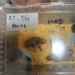 国産オオクワガタ能登産YG血統トリオ1
の画像