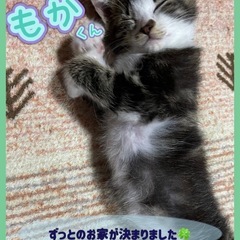 🌸里親様へ正式譲渡🌸もか♂すず♂むぎ♂