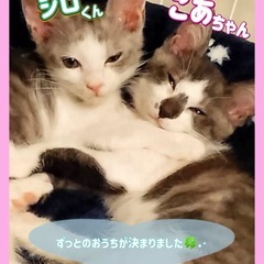 🌸里親様へ正式譲渡🌸こあ︎︎♀ジロ♂
