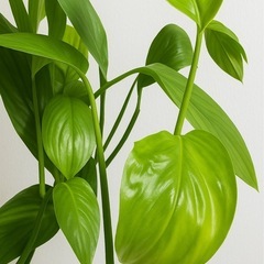 ヤマサキカズラ　水上葉　観葉植物　水草　発根　の画像