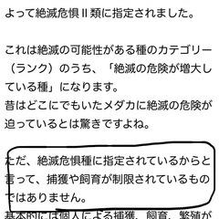 野生のメダカ・野生のエビ(50匹セット売り)の画像