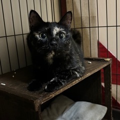 まんまるいお顔とグリーンの瞳　美猫の月ちゃん🐾 - 猫