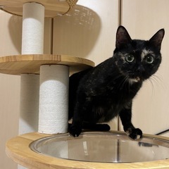 まんまるいお顔とグリーンの瞳　美猫の月ちゃん🐾 - 大阪市