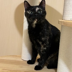 まんまるいお顔とグリーンの瞳　美猫の月ちゃん🐾