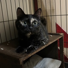 まんまるいお顔とグリーンの瞳　美猫の月ちゃん🐾 - 里親募集