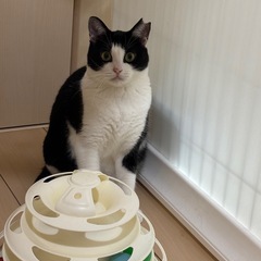 ハチワレのおっとり美猫のハッチ