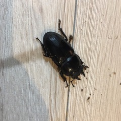 オオクワガタペアの画像