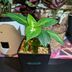 ランキングキーワードに紐づく投稿画像-観葉植物