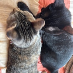 猫が好きな方