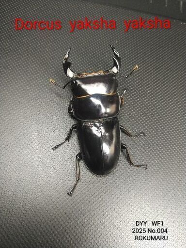 ドルクス ヤクシャ ♂52㎜ペア    2023年wildからのWF1