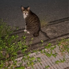 【⚠️緊急】怪我をした猫を保護╱治療してくださる方