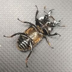ドルクス ミント ペアの画像