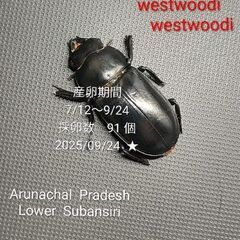 Rhaetulus westwoodi westwoodi  幼虫3頭の画像