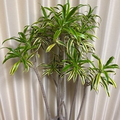 観葉植物ソングオブインディアの画像