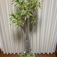 観葉植物ソングオブインディアの画像