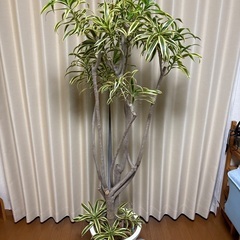 観葉植物ソングオブインディアの画像