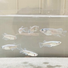 マリアージュ🦄7匹　メダカ　めだかの画像