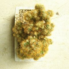 金獅子（サボテン）の画像