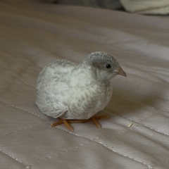 ヒメウズラ
