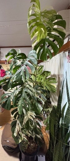 今月一杯まで  モンステラ斑入りホワイトタイガーボルシギアナ