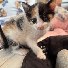三毛猫︎︎ ♀