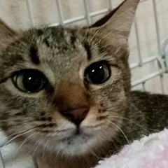 🐱お顔も性格もかわいいキジトラちゃん❣️