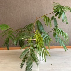 エバーフレッシュ 観葉植物 アクタス　ポットの画像