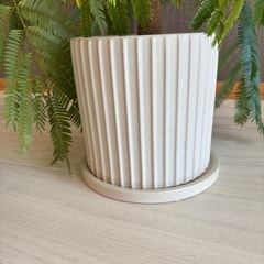 エバーフレッシュ 観葉植物 アクタス　ポットの画像