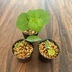 ランキングキーワードに紐づく投稿画像-観葉植物