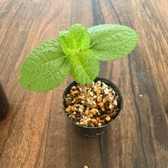 観葉植物2種3点セット　③の画像