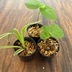 ランキングキーワードに紐づく投稿画像-観葉植物