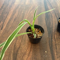 観葉植物2種3点セット　③の画像