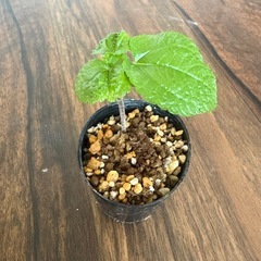 観葉植物2種3点セット　③の画像