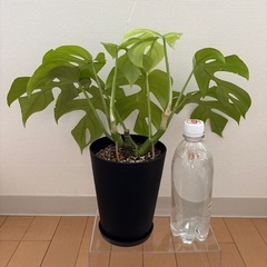 【〜9/30まで】ヒメモンステラ　鉢・鉢皿付きの画像