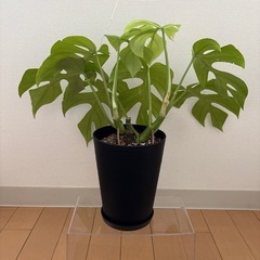 【〜9/30まで】ヒメモンステラ　鉢・鉢皿付きの画像