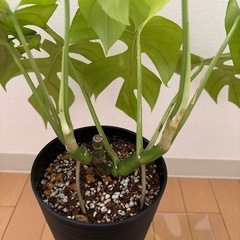 【〜9/30まで】ヒメモンステラ　鉢・鉢皿付きの画像