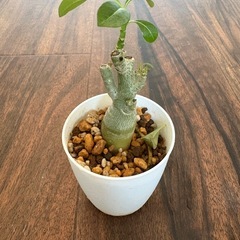 アデニウムの画像