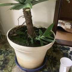 アガベ　アテナータ　黄覆輪　高さ90センチの画像
