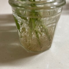 【水耕栽培】大葉　青じそ苗　4株の画像